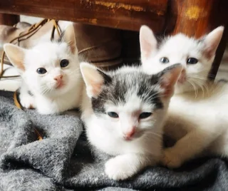Beautiful black and white kittens for Sale