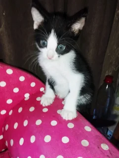 Beautiful black and white kittens for Sale