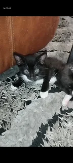 Tuxedo kittens !!