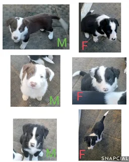 Border Collie puppys