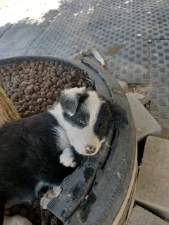 Border Collie puppys