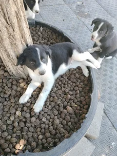 Border Collie puppys