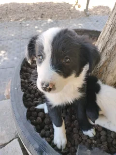 Border Collie puppys
