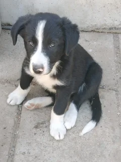 Border Collie puppys