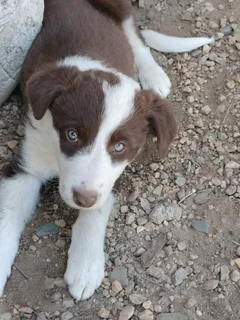 Border Collie puppys