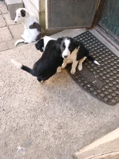 Border Collie puppys