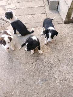 Border Collie puppys