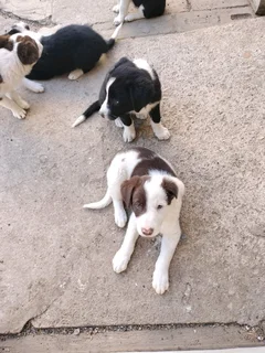 Border Collie puppys