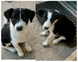 Border Collie puppies