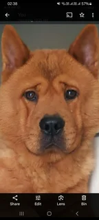 2 bedroom house/outbuilding to rent pet friendly