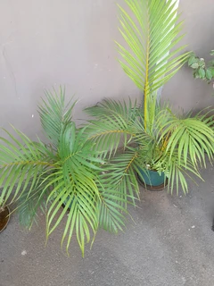 Palm trees for sale