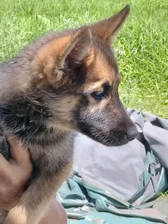 German Shepard Puppies for sale