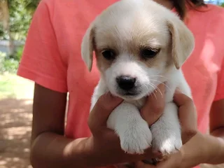 Pikanise x Jack Russel Puppies