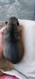 Huskey Puppies For Sale