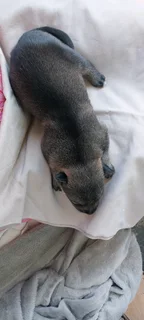 HUSKEY PUPPIES FOR SALE