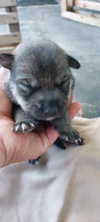 HUSKEY PUPPIES FOR SALE