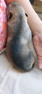 HUSKEY PUPPIES FOR SALE