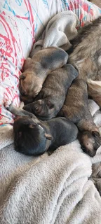 HUSKEY PUPPIES FOR SALE