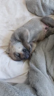 HUSKEY PUPPIES FOR SALE