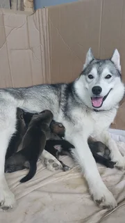 HUSKEY PUPPIES FOR SALE