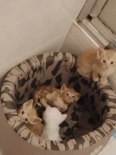 Kittens - Ad posted by Merishka Sookraj