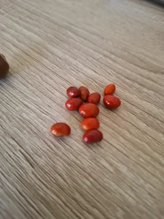 Coral tree seeds