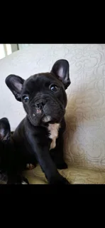 Frenchton puppies