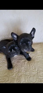 Frenchton puppies