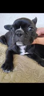 Frenchton puppies