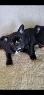 Frenchton puppies