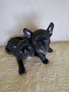 Frenchton puppies