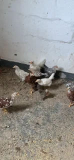 Zulu Chickens