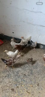 Zulu Chickens