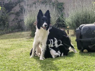 Purebred Border Collie Puppies for sale