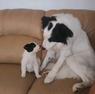 Purebred Border Collie Puppies for sale