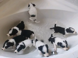 Purebred Border Collie Puppies for sale
