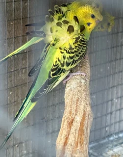 Hogoromo Japanese Crested Budgies.