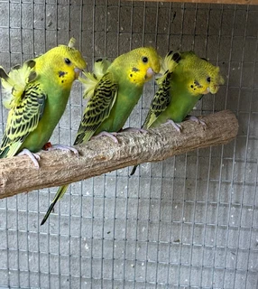 HOGOROMO JAPANESE CRESTED BUDGIES.