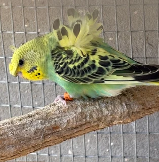 HOGOROMO JAPANESE CRESTED BUDGIES.