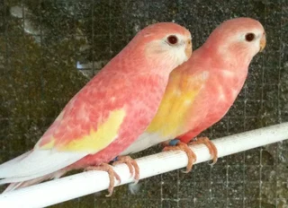 Bourkes Parakeets.