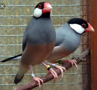 JAVA SPARROWS