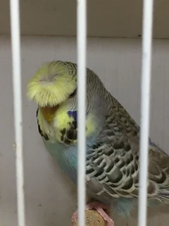 Full Crested Budgies.