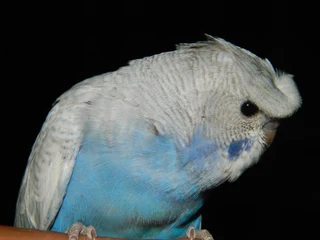 FULL CRESTED BUDGIES.