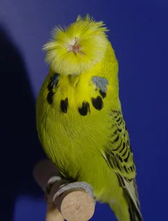 FULL CRESTED BUDGIES.