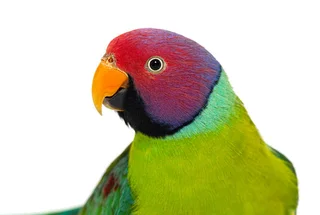 Plumhead Parakeets Pair 2022 Ringed