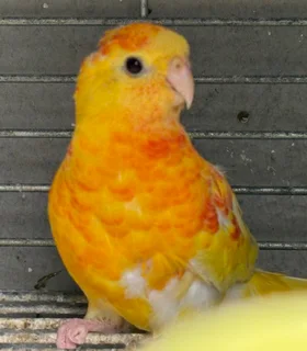 Red Rump Parakeet Rubino