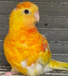 Red Rump Parakeet Rubino