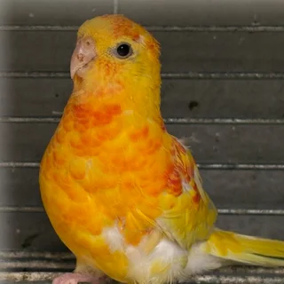 Red Rump Parakeet Rubino