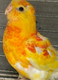 Red Rump Parakeet Rubino