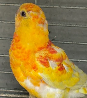 Red Rump Parakeet Rubino